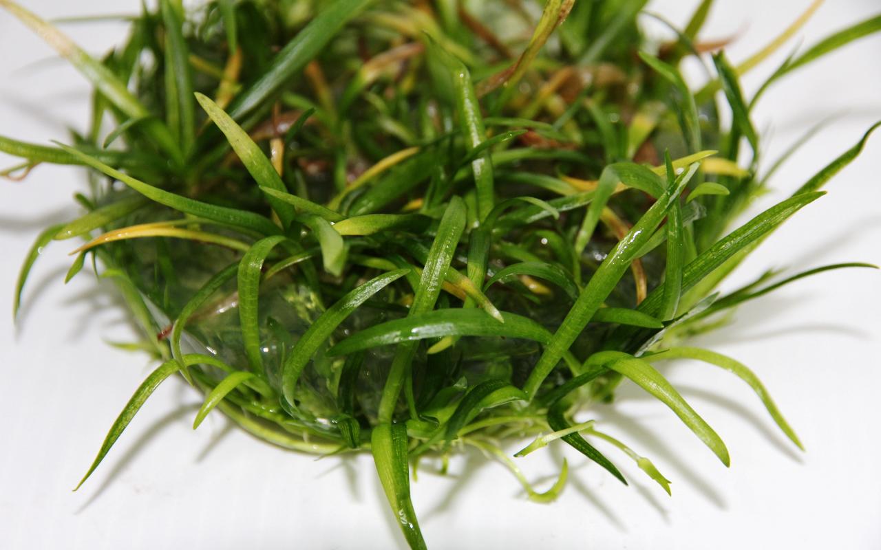 Sagittaria subulata in beker